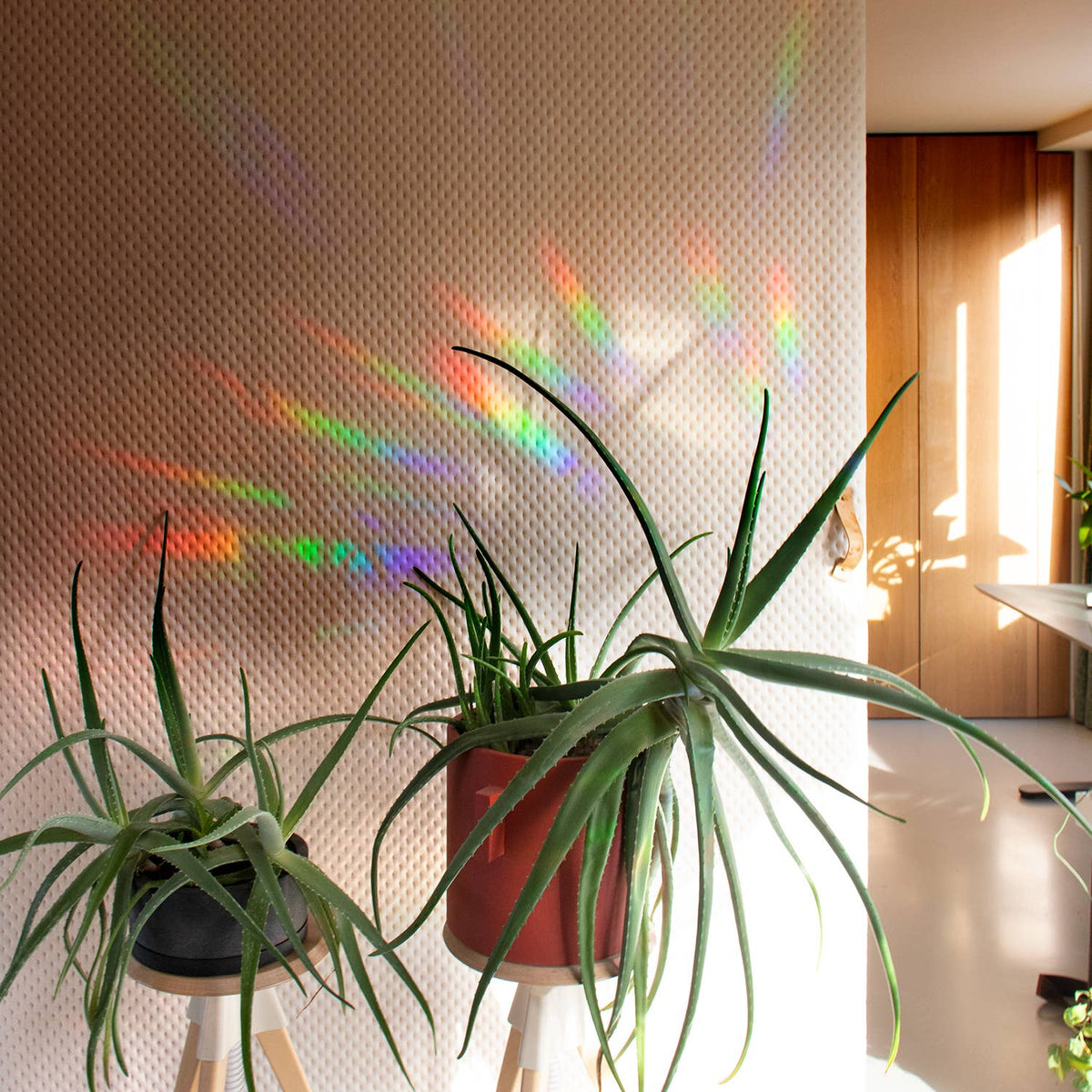 Regenbogenfarbene Lichtreflexe auf einer hellen Wand hinter zwei Zimmerpflanzen.