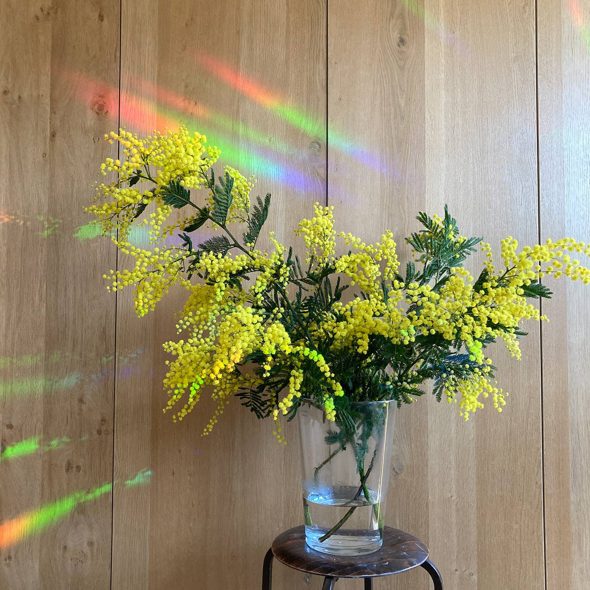 Farbige Lichtreflexe auf einer Holzwand hinter gelben Blüten in einer Glasvase.
