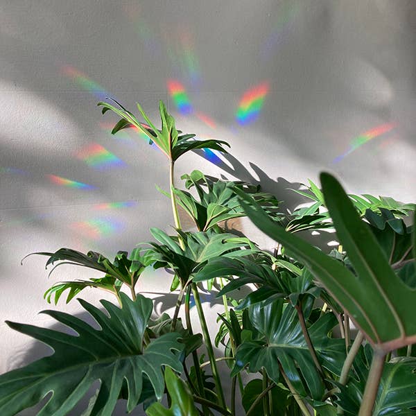 Irisierender Fenstersticker – Greenhouse Glow