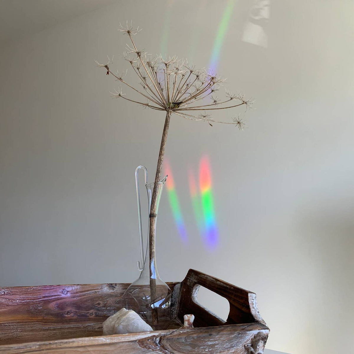 Farbige Lichtreflexe hinter einer getrockneten Blütendolde in einer schmalen Glasvase auf einem Holztablett.